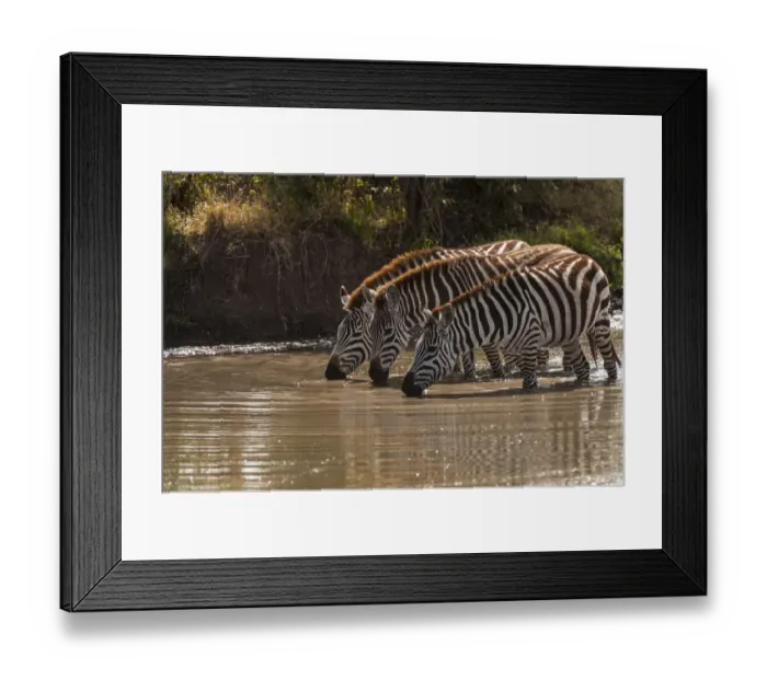 Framed Print : Kenya, Zebra, trio, drinking