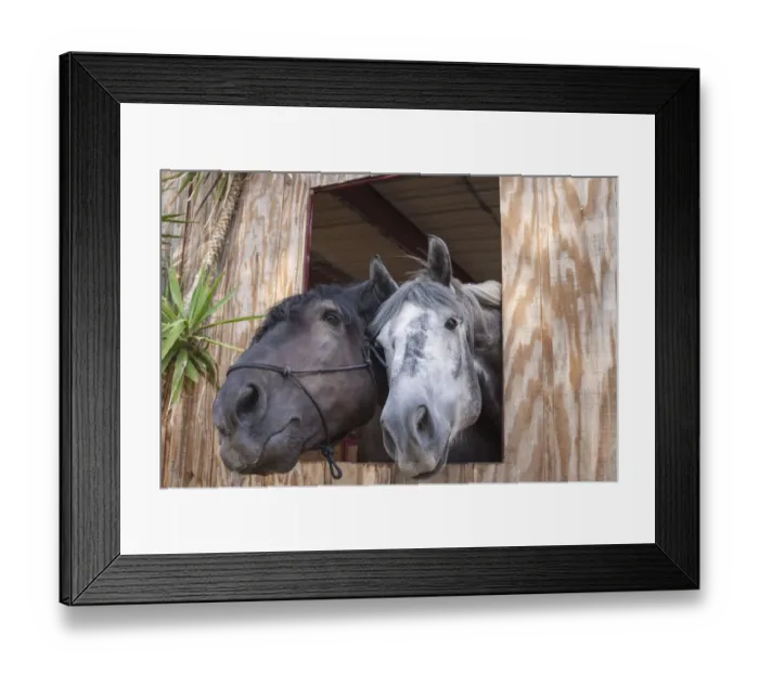 Framed Print : Horsing around Framed Print : Horsing around