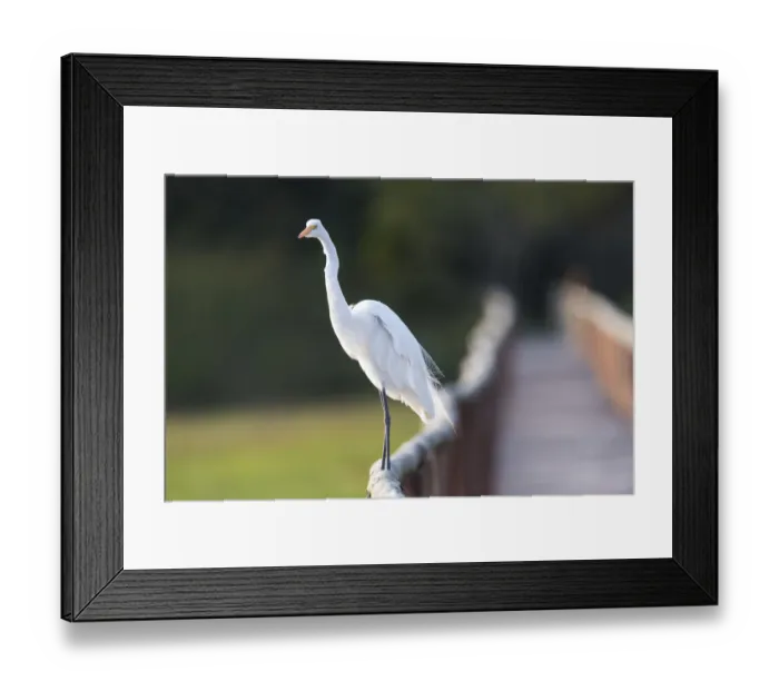 Framed Print : South America, Brazil, The Pantanal, Porto Jofre, great egret, Ardea alba