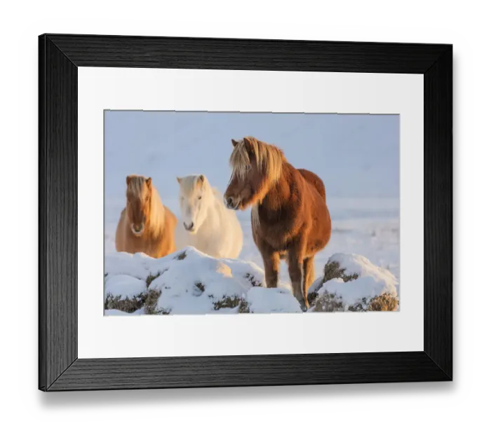 Framed Print : Icelandic horses in south Iceland Framed Print : Icelandic horses in south Iceland