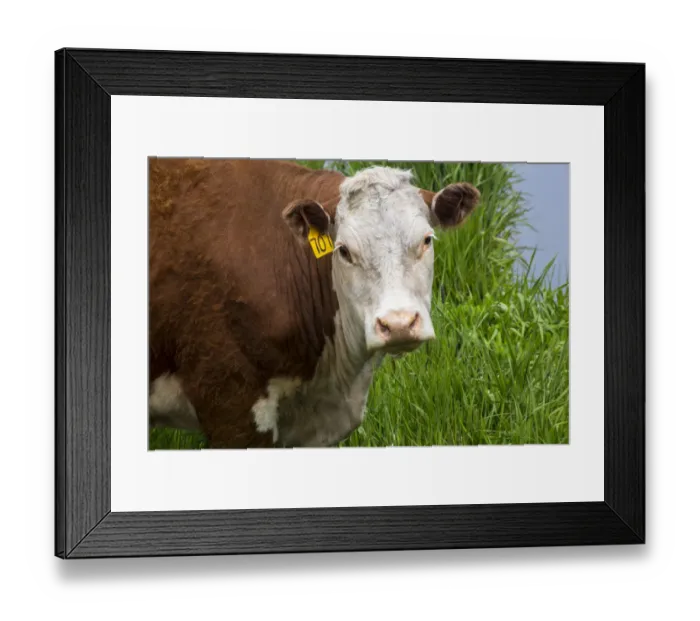 Framed Print : North America; Idaho; Grangeville; White Faced Steer in Field Framed Print : North America; Idaho; Grangeville; White Faced Steer in Field