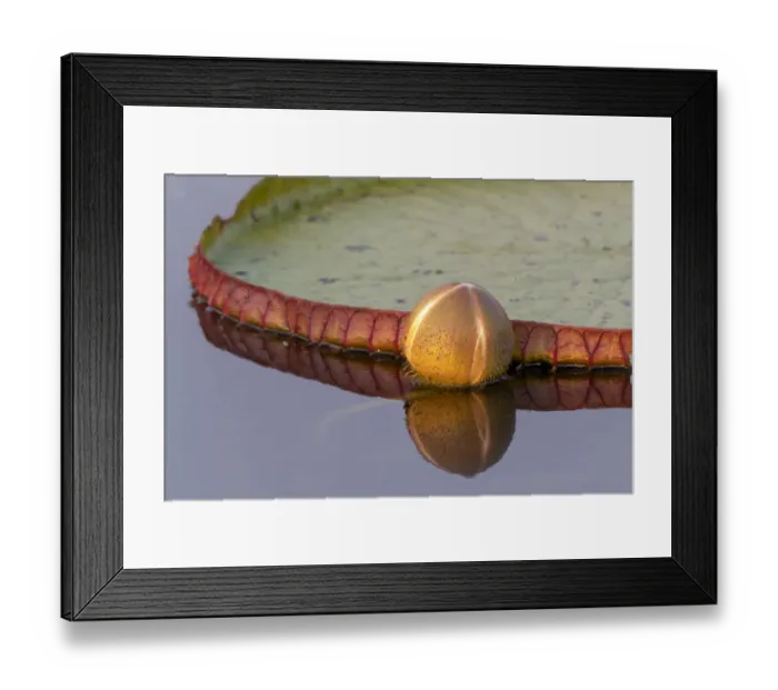 Framed Print : South America, Brazil, The Pantanal, giant lily pad, Victoria amazonica Framed Print : South America, Brazil, The Pantanal, giant lily pad, Victoria amazonica