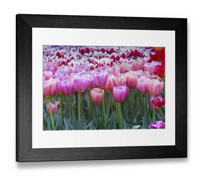Framed Print : Pink tulips Framed Print : Pink tulips