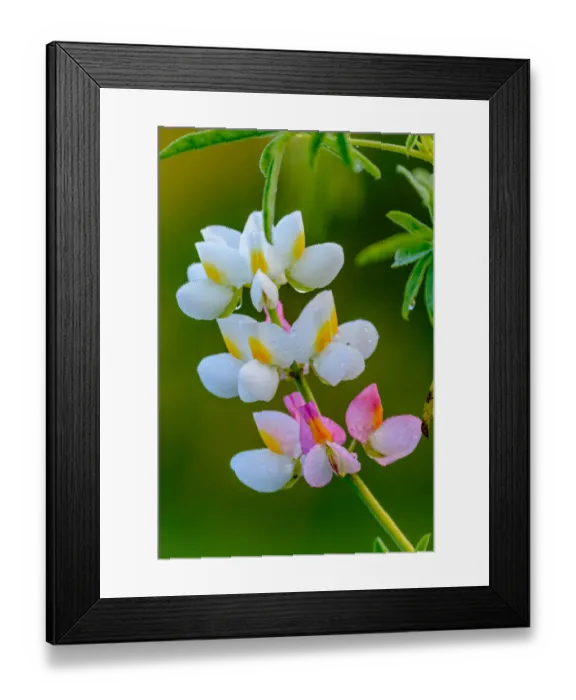 Framed Print : Wild flower. Bale Mountains National Park. Ethiopia Framed Print : Wild flower. Bale Mountains National Park. Ethiopia