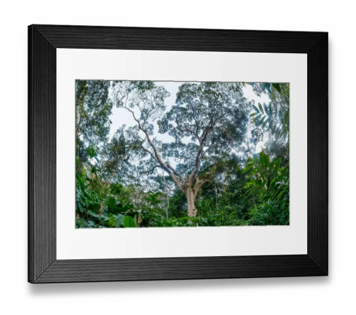 Framed Print : Marantaceae forest interior. Odzala-Kokoua National Park Framed Print : Marantaceae forest interior. Odzala-Kokoua National Park