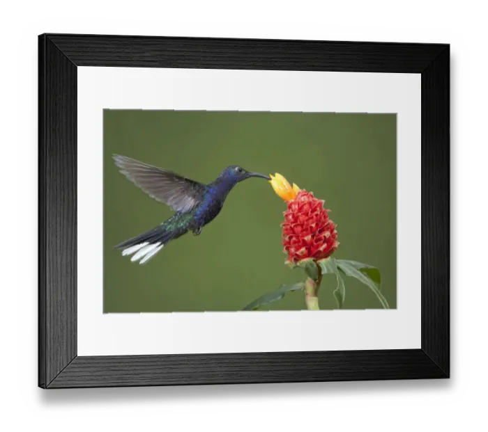 Framed Print : Caribbean, Costa Rica. Violet sabrewing hummingbird feeding Framed Print : Caribbean, Costa Rica. Violet sabrewing hummingbird feeding