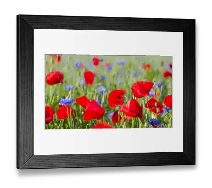 Framed Print : Field with poppy and conrflowers in the Usedomer Schweiz on the island of Usedom Framed Print : Field with poppy and conrflowers in the Usedomer Schweiz on the island of Usedom