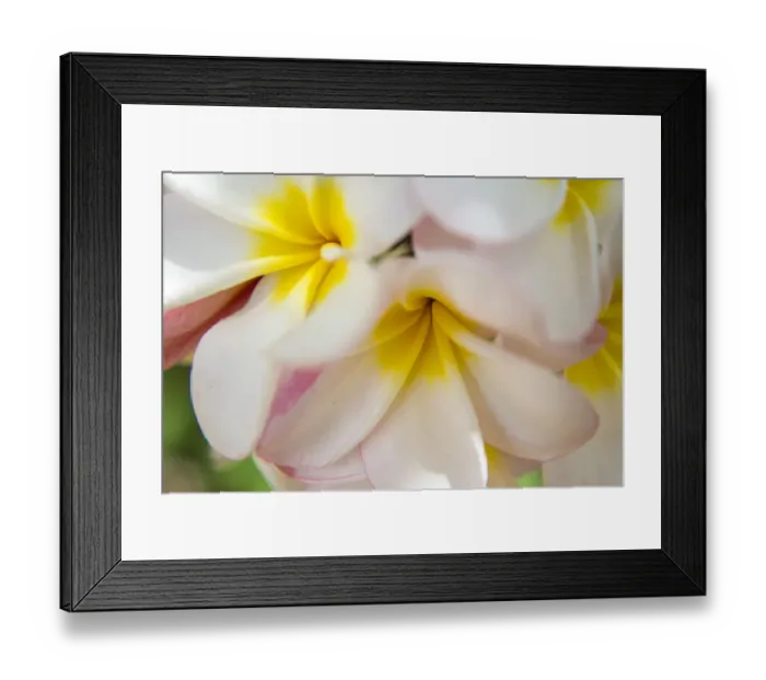 Framed Print : USA; Hawaii; Oahu; Tropical Gardens with close up of a Plumeria flower Framed Print : USA; Hawaii; Oahu; Tropical Gardens with close up of a Plumeria flower