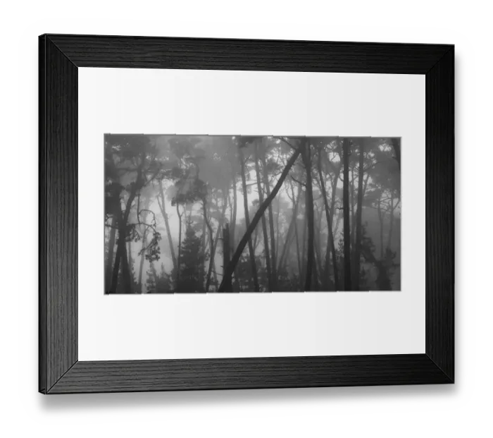 Framed Print : Coastal mist softens the graceful lines of Monterey pines