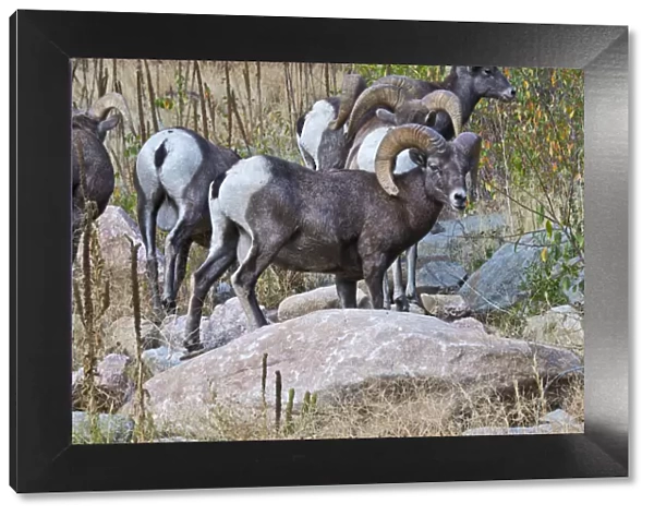 North America, USA, Colorado, Drake, Grazing Group of Bighorned Sheep Rams