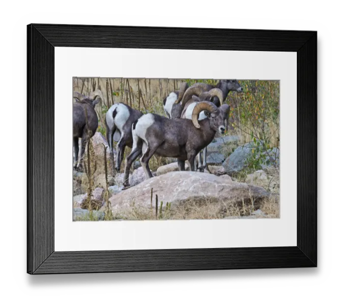Framed Print : North America, USA, Colorado, Drake, Grazing Group of Bighorned Sheep Rams