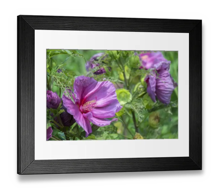 Framed Print : pink Hibiscus, USA