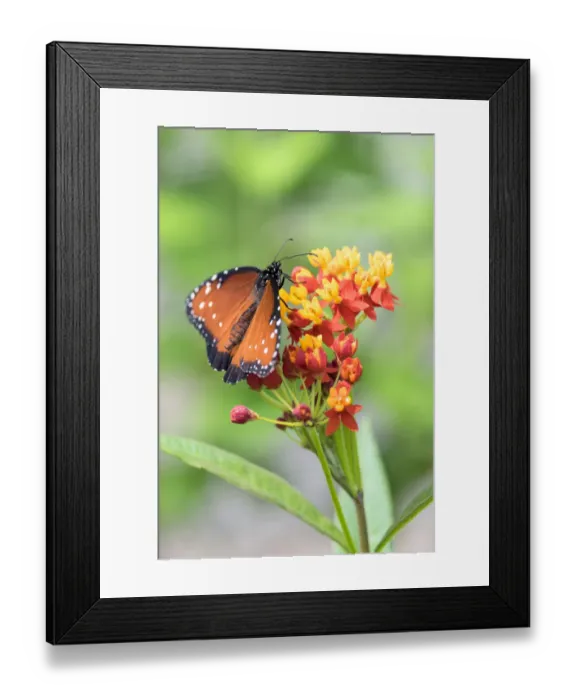 Framed Print : Queen butterfly, Scarlet Milkweed, USA Framed Print : Queen butterfly, Scarlet Milkweed, USA