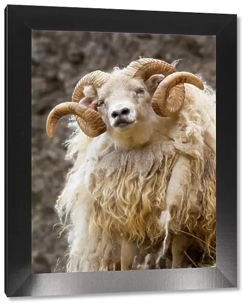 Iceland. Close-up of Icelandic sheep. Credit as: Jim Zuckerman  /  Jaynes Gallery  /  DanitaDelimont