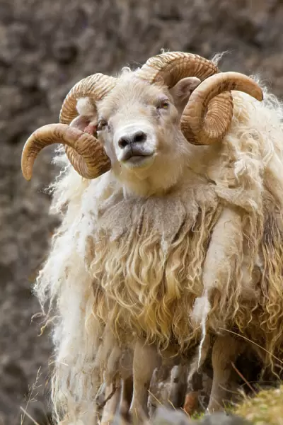 Iceland. Close-up of Icelandic sheep. Credit as: Jim Zuckerman  /  Jaynes Gallery  /  DanitaDelimont