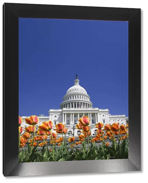 USA, Washington, DC. Capitol building. Credit as: Dennis Flaherty  /  Jaynes Gallery  /  DanitaDelimont