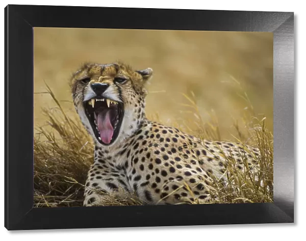 Africa. Tanzania. Cheetah (Acinonyx jubatus) yawning after a hunt on the plains
