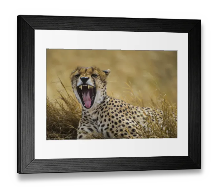 Framed Print : Africa. Tanzania. Cheetah (Acinonyx jubatus) yawning after a hunt on the plains