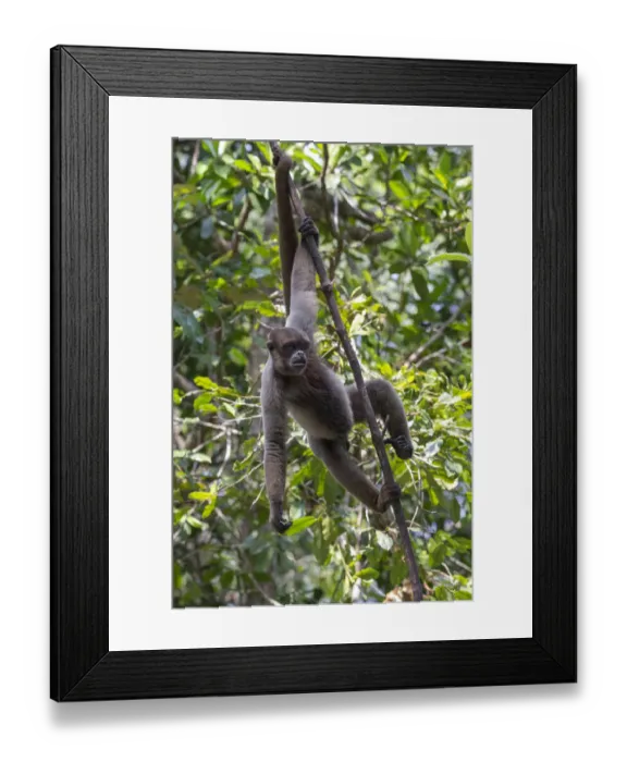 Framed Print : South America, Brazil, The Amazon, Manaus, Amazon EcoPark Jungle Lodge, common woolly monkey Framed Print : South America, Brazil, The Amazon, Manaus, Amazon EcoPark Jungle Lodge, common woolly monkey