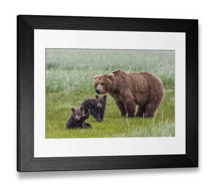 Framed Print : North America, USA, Alaska, Katmai National Park, Hallo Bay. Coastal Brown Bear, Grizzly