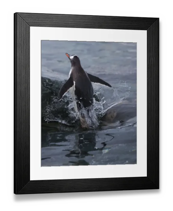 Framed Print : Gentoo penguin emerging from the ocean, Antarctica