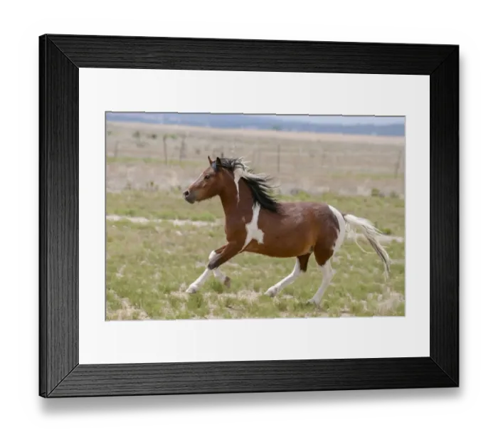 Framed Print : Horse Running Framed Print : Horse Running