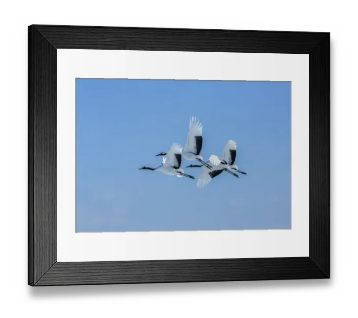 Framed Print : Japan, Hokkaido. Japanese cranes flying. Credit as: Jim Zuckerman / Jaynes Gallery / DanitaDelimont Framed Print : Japan, Hokkaido. Japanese cranes flying. Credit as: Jim Zuckerman / Jaynes Gallery / DanitaDelimont
