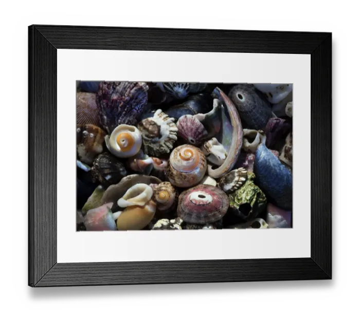 Framed Print : USA, California, La Jolla. Seashells on beach Framed Print : USA, California, La Jolla. Seashells on beach