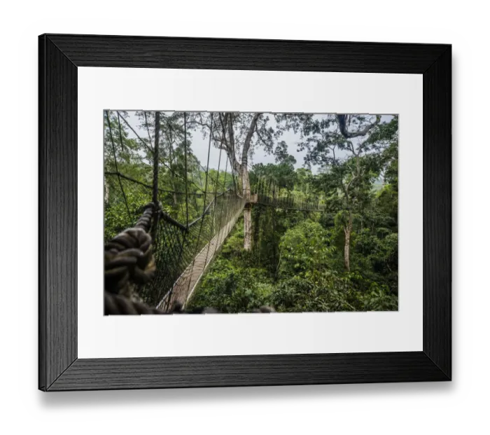 Framed Print : Traversing the 7 bridges high in the canopy of Kakum National Forest