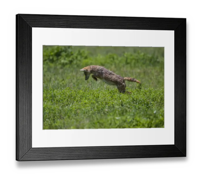Framed Print : Africa. Tanzania. Golden jackal (Canis aureus) hunting in Serengeti NP Framed Print : Africa. Tanzania. Golden jackal (Canis aureus) hunting in Serengeti NP