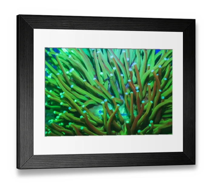 Framed Print : Day Fluorescing Framed Print : Day Fluorescing