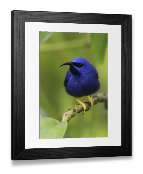 Framed Print : Purple Honeycreeper