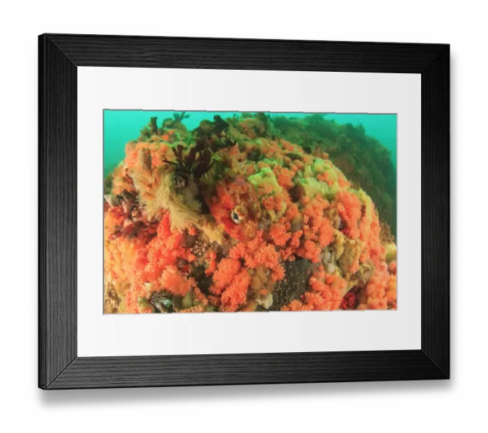 Framed Print : prolific soft corals, Red Soft Coral (Gersemia rubiformis) and new species of pink Framed Print : prolific soft corals, Red Soft Coral (Gersemia rubiformis) and new species of pink