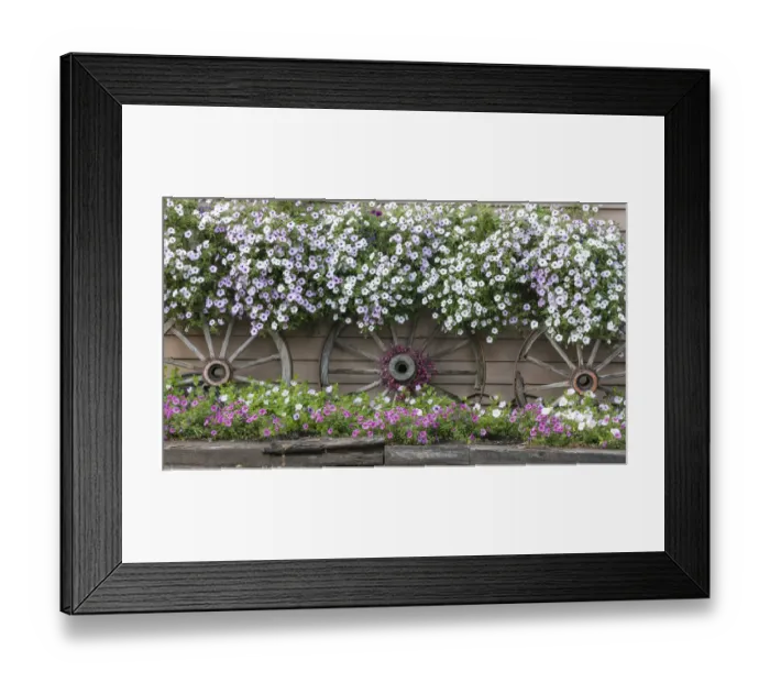 Framed Print : USA, Alaska, Chena Hot Springs. Flowers and wagon wheels Framed Print : USA, Alaska, Chena Hot Springs. Flowers and wagon wheels