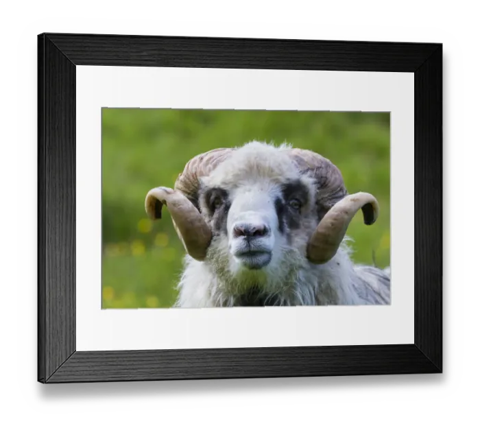 Framed Print : Sheep on the Faroe Islands. Europe, northern euorpe, scandinavia, denmark, faroe islands Framed Print : Sheep on the Faroe Islands. Europe, northern euorpe, scandinavia, denmark, faroe islands