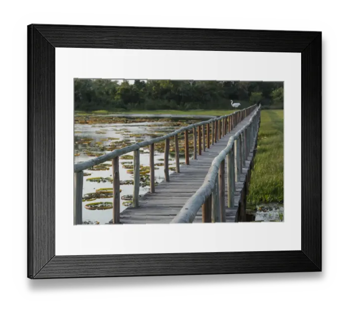 Framed Print : South America, Brazil, The Pantanal, Porto Jofre, giant lily pads, Victoria amazonica Framed Print : South America, Brazil, The Pantanal, Porto Jofre, giant lily pads, Victoria amazonica