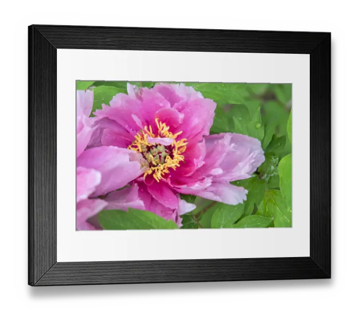 Framed Print : Pink Mountain Peony, USA