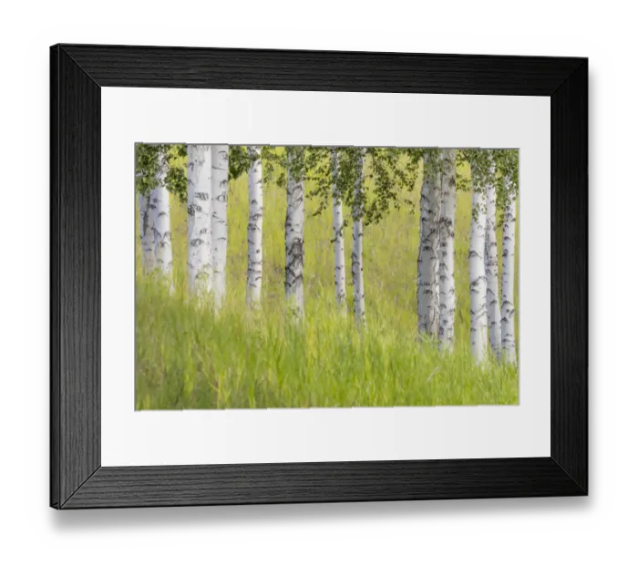 Framed Print : USA, Alaska. USA, Alaska. Paper birch trees and grass Framed Print : USA, Alaska. USA, Alaska. Paper birch trees and grass