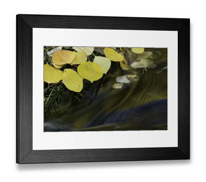 Framed Print : Golden aspen leaves and small stream in autumn, Owl Creek Pass, San Juan Mountains Framed Print : Golden aspen leaves and small stream in autumn, Owl Creek Pass, San Juan Mountains