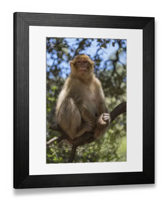 Framed Print : Africa, Morocco, Barbary Apes, or Macaques, in the High Atlas Mountains