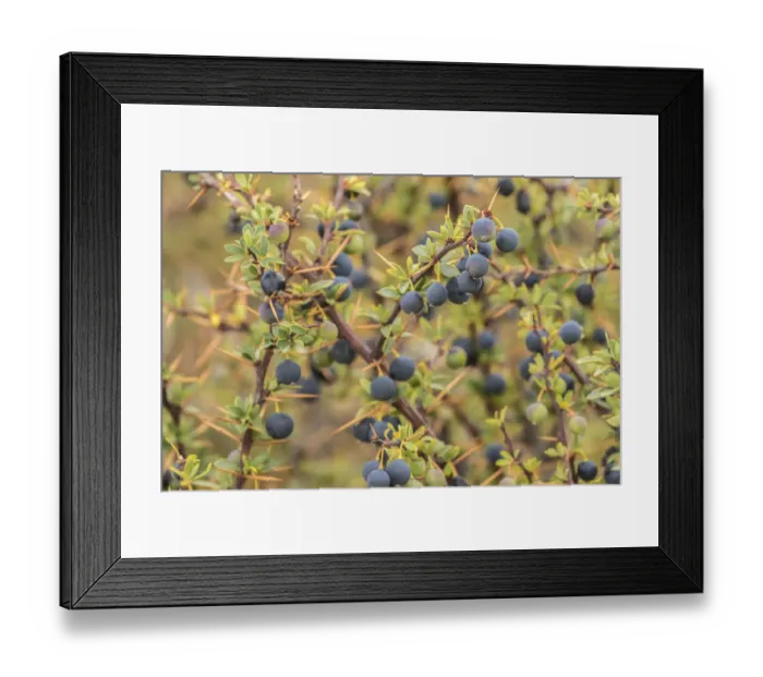 Framed Print : South America, Chile, Patagonia. Calafate berries Framed Print : South America, Chile, Patagonia. Calafate berries