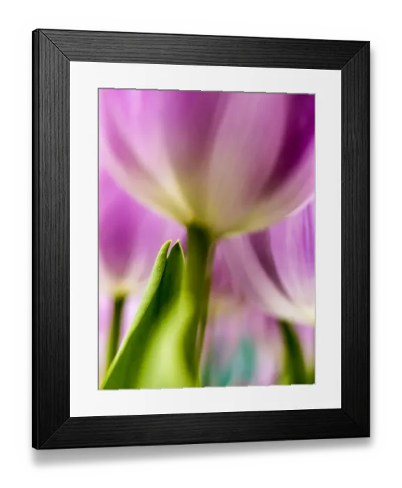 Framed Print : Europe; Netherlands; Lisse; Keukenhof Gardens; Tulip Closeups with Selective Focus Framed Print : Europe; Netherlands; Lisse; Keukenhof Gardens; Tulip Closeups with Selective Focus