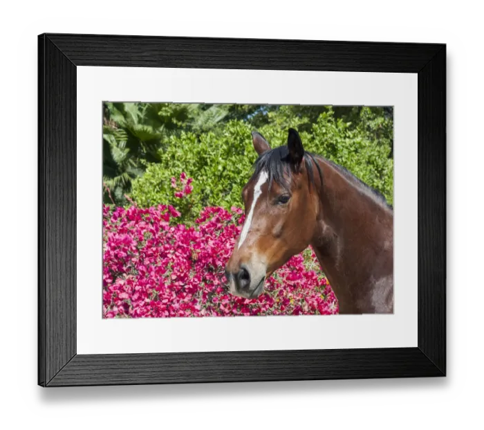 Framed Print : Horse posing Framed Print : Horse posing