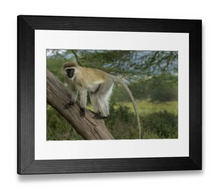 Framed Print : Africa, Kenya, Masai Mara National Reserve