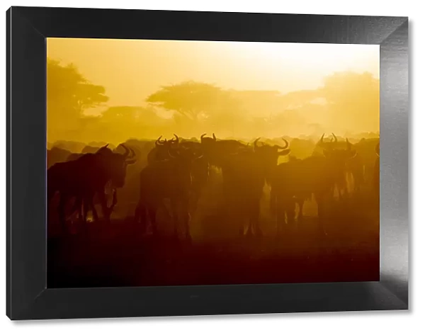 Africa. Tanzania. Wildebeest during the annual Great Migration in Serengeti NP