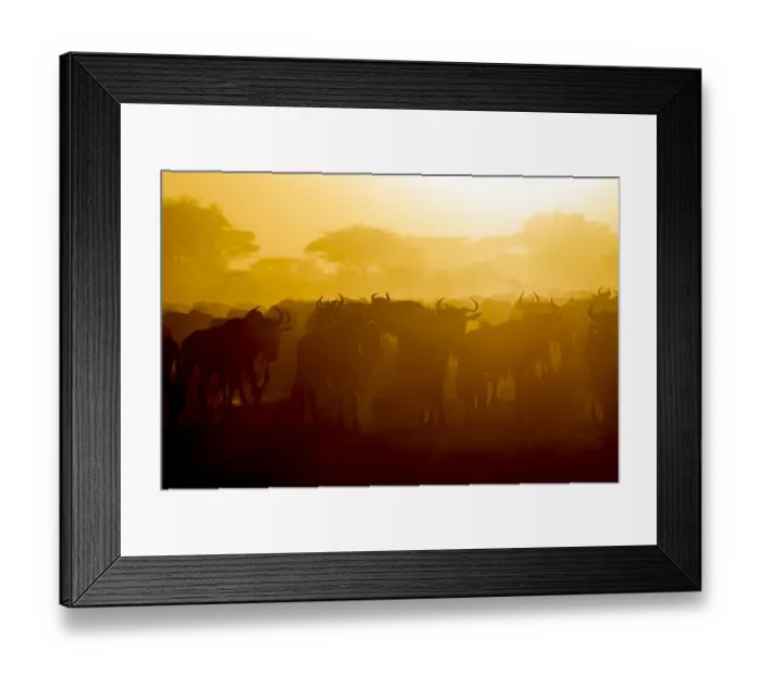 Framed Print : Africa. Tanzania. Wildebeest during the annual Great Migration in Serengeti NP Framed Print : Africa. Tanzania. Wildebeest during the annual Great Migration in Serengeti NP