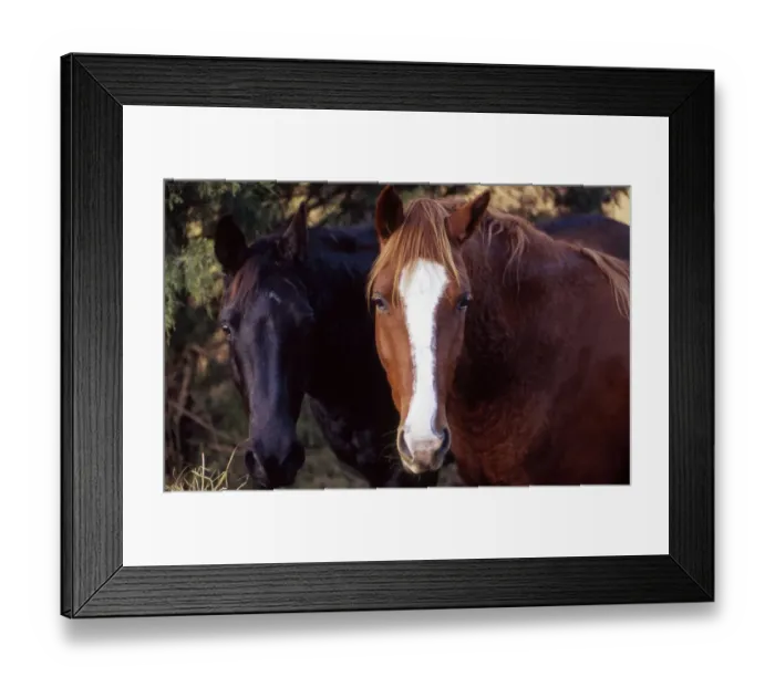 Framed Print : Two horses looking into camera Framed Print : Two horses looking into camera