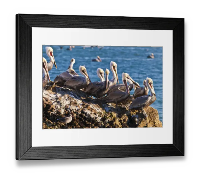 Framed Print : California brown pelicans (Pelecanus occidentalis), Avila Beach, California USA Framed Print : California brown pelicans (Pelecanus occidentalis), Avila Beach, California USA