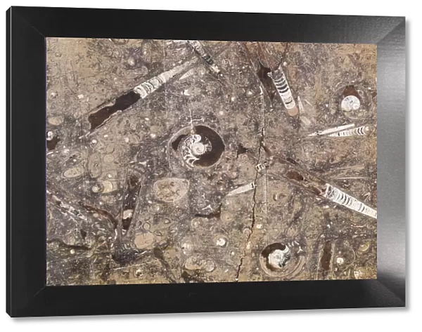 Africa, Morocco, Erfoud. Details of ammonites, orthoceras and other fossils exposed
