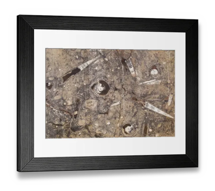 Framed Print : Africa, Morocco, Erfoud. Details of ammonites, orthoceras and other fossils exposed Framed Print : Africa, Morocco, Erfoud. Details of ammonites, orthoceras and other fossils exposed